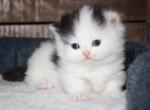 Bryce - Munchkin Cat For Sale - Bend, OR, US