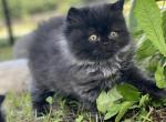 Quint CFA Reg - Persian Cat For Sale - Raphine, VA, US