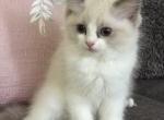 Pearl - Ragdoll Cat For Sale - NC, US