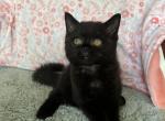 Brandon - Scottish Straight Cat For Sale - New York, NY, US