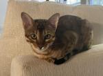 Cupid - Bengal Cat For Sale - Carrollton, TX, US