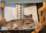 Jazzy - Munchkin Cat For Sale - Joplin, MO, US