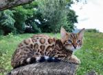 Bucky - Bengal Cat For Sale - Pembroke Pines, FL, US