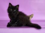 Uran - Siberian Cat For Sale - Norwalk, CT, US