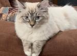 Only 2 spots left on our RagCoon Waiting List - Ragdoll Cat For Sale - Windsor, NY, US