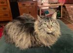 Just 2 spots left on our RagCoon Waiting List - Maine Coon Cat For Sale - Windsor, NY, US