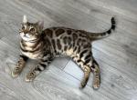 Male Alan - Bengal Cat For Sale - Everett, WA, US