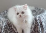 Exotic Shorthair and long hair - Persian Cat For Sale - MO, US