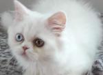 EXOTIC short hair and long hair - Persian Cat For Sale - MO, US
