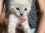 Hail on the Hill Litter - Highlander Cat For Sale - Cortez, CO, US