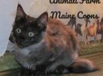 Mandy - Maine Coon Cat For Sale - Santa Maria, CA, US