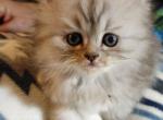 Very Lovable CFA Registered Persian Kitten - Persian Cat For Sale - Perry, FL, US