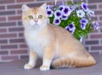 Baloo male ny12 - British Shorthair Cat For Sale - NY, US