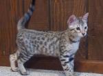 Savannah F3 Silver Kitten Available Now - Savannah Cat For Sale - New Holland, PA, US