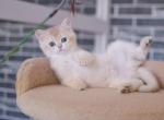 Naomy ay12 - British Shorthair Cat For Sale - NY, US