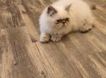 Cfa registered friends fema Seal Point  himilayan - Himalayan Cat For Sale - Greenville, OH, US