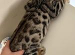 Bengal male - Bengal Cat For Sale - Beach Park, IL, US