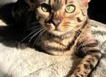 Sahara - Bengal Cat For Sale - PA, US