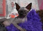 Joker - Sphynx Cat For Sale - Norwalk, CT, US