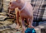 last two boys left - Sphynx Cat For Sale - Laurentian Hills, Ontario, CA