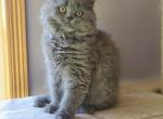 Tavanipaws Blue - Scottish Straight Cat For Sale - Seattle, WA, US