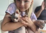 Masha - Sphynx Cat For Sale - Hallandale, FL, US