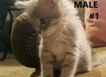 Male one - Maine Coon Cat For Sale - Kent, WA, US