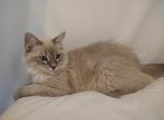 Endy - Ragdoll Cat For Sale - Seattle, WA, US