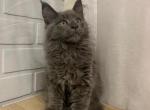 Lord - Maine Coon Cat For Sale - NY, US