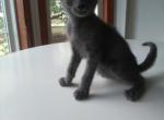 Russian Blue Male Kitten - Russian Blue Cat For Sale - Dunn, NC, US