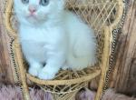 Diamond - Munchkin Cat For Sale - Joplin, MO, US