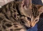 Lola - Bengal Cat For Sale - Concord, NH, US