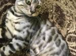 Tabriz - Bengal Cat For Sale - PA, US