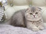 Gabriela - Scottish Fold Cat For Sale - NY, US