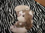 July 28th litter of 6 kittens - Ragdoll Cat For Sale - Attica, MI, US