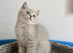 Lulu - British Shorthair Cat For Sale - Renton, WA, US