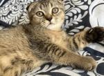 Scottish fold brown creamy boy - Scottish Fold Cat For Sale - Houston, TX, US