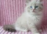 Cherry - Siberian Cat For Sale - Brooklyn, NY, US