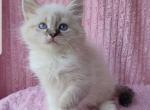 Dakota - Siberian Cat For Sale - Brooklyn, NY, US