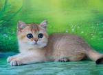 Regina - British Shorthair Cat For Sale - Brooklyn, NY, US