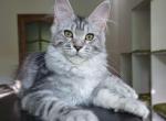 Josie - Maine Coon Cat For Sale - Brooklyn, NY, US