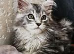 Eugene - Maine Coon Cat For Sale - Brooklyn, NY, US