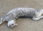 Ollie - British Shorthair Cat For Adoption - Rancho Santa Margarita, CA, US