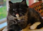 Smoke Tuxedo - Ragdoll Cat For Sale - Farmville, VA, US