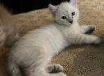 Hyland Lynx Kittens - Highlander Cat For Sale - Irvine, CA, US