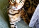 Simba Brown Rosetted pending - Bengal Cat For Sale - Bradner, OH, US