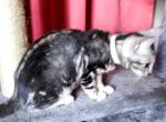 Oreo Snow Marbled Female - Bengal Cat For Sale - Bradner, OH, US