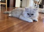 Papillon - Persian Cat For Sale - Farmington, MI, US