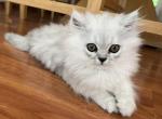 Blue Morpho - Persian Cat For Sale - Farmington, MI, US