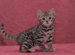 George - Bengal Cat For Sale - Everett, WA, US